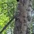 Hear Pileated Woodpecker Pound Tree Twist Beak On Cross Seminole Trail Black Hammock Trailhead