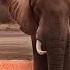 Мудрая Притча о Слоне и Слепых Мудрецах Как выглядит слон