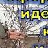 Как сформировать идеальную крону у груши