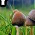 How To Identify Liberty Caps Safely