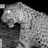 Mama Leopard Desperately Tries To Reunite With Cub The Dodo