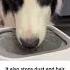 I Spent 30 Days Testing Slow Water Feeders And Here S The BEST One For Pet Health Doghealth Dogs