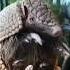 Pangolins Under Siege The Disturbing Truth Of Their Illegal Trade Shorts