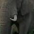 Sound Effects African Bush Elephant