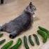 Cucumber Prank In The Cat