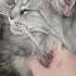 Cute Cat Adorablecats Catlovers Catsofyoutube Cats Lazy Cat Viral Cutecat Mainecooncat