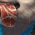 Furry Love