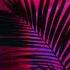 Lush Life Zara Larsson Slowed