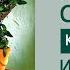 Комнатный садик 15 КОМПОЗИЦИЯ из ПЛЮЩЕЙ ХЕДЕР и КРЕСТОВНИКА РОУЛИ