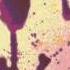 Fluxx Lola Romance