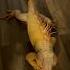 Happy Iguana Smiles When Pet Parent Returns Home Shorts Iguanas