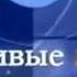 Фрагмент заставки программы Живые мысли 7 канал г Красноярск 2005 конец 2006
