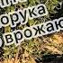 Мульчування одна з основних робіт над лохиною на протязі сезону це запорука врожаю 22 09 24