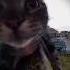 кот мяукает в камеру но это фонк мем Cat Cats Автор GamraG