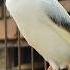 Singing Canary Birds Bird Sound Birds Animals Canary Funnyanimals
