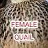 Female Quail Madi Batair Ki Kirak Batair Bird Quailhunting Birdhunting Nature