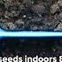 Unlock The Secrets To Growing Cayenne Pepper At Home Gardening Peppers Holistichealth
