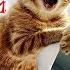 Funny Animal Videos 2023 Funniest Dogs And Cats Videos 17