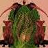 Sound Of Mint Kolinga Salmani Remix