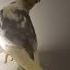 Kiko Whistling Birds Talkingparot Birdtricks Cockatiel Parrottricks Parrot Cute Pettricks