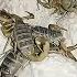 They Sold It For 40 Million Dollars Amazing Scorpion Farming Technology Scorpion Venom Harvesting