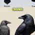 Crows Vs Ravens What S The Difference Crows Ravens