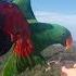 Eclectus Major Mitchell Parrot Free Flying