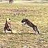 Leopard Vs Hyena Trending Leopard Hyena Animals Wildlife Youtubeshorts Shorts Viralvideo