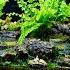 Temperate Forest Creek Runoff Vivarium DIY