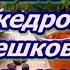 Незаменимые настойки из кедровых орешков от миомы и кисты