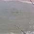NOVELTY Whiting Fishing Land Based Surf Beach Fishing Sunshine Coast