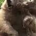 верни мне прошлое скрипач мем прикол юмор Joke Funny Humor Animals тикток Bear