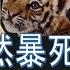 何良懋先生 伴君如伴虎 爆御医突然暴死 被 病人 逼死 另有30人被處決