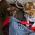 Two Cats One Bag Shorts Cat Comedy Funny
