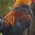THE SOUND OF THE ROOSTER CROWING ROOSTER CROWING SOUND EFFECT
