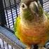 Trello Talks To Mom Green Cheek Conure