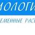 6 класс Биология Голосеменные растения