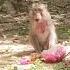 A Group Of Beautiful And Cute Wild Monkeys Came To Eat Fruit Shortvideo Subscribe Amazingmonkey