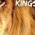 LIONS Kings Of African Wildlife 4K Lions Documentary Film With Narration