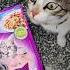 Whiskas Cat Food Tuna Gravy Reaction Kitten Catfood Cat Viral Cats Shorts