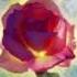The Temple Of Compassion Elders May Transmission