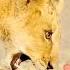 The Heartwarming Journey Of A Man And An Abandoned Lion Cub