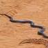 Black King Cobra Vs Russell Viper Very Dengerous Fight