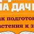 Удачи на даче Как подготовить растения к зиме как обрезать растения 14 11 2024