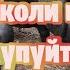 Ніколи не купуйте в єтнамських поросят