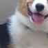 SMILING DOG The Happiest Corgi Puppy