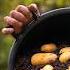 Potato Growing Masterclass My Tips For A Bigger Better Harvest