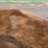 KATMAI GRIZZLY BEAR POOPS HIS PANTALONES WHILE FIGHTING