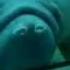 Manatee Nose Smush With Honk Sound Effect