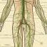 Lymphatic System Cleaning Balancing And Empowering The 4 0 Drink Morphic Field